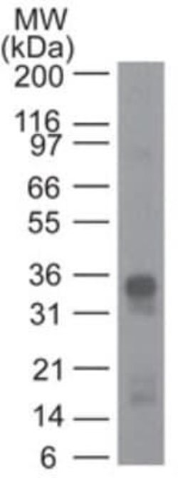 CRTH-2/GPR44 Antibody (54N1H4) - Azide and BSA Free, Novus Biologicals